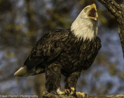 richmond photo print of eagle screaming by Dave Parrish Photography